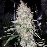 Britney Regular Cannabis Seeds by True Canna Genetics