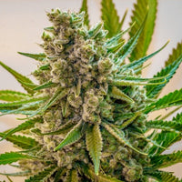 Princess Haze Regular Cannabis Seeds by Brothers Grimm Seeds