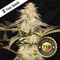 Bubble Banana Gum Female Weed Seeds by T.H.Seeds