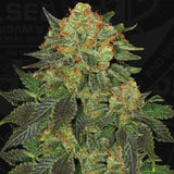 BubbleGum Female Cannabis Seeds by T.H.Seeds