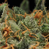 BubbleGum Female Cannabis Seeds by T.H.Seeds