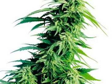 Bundy Female Cannabis Seeds by Cannarado Genetics