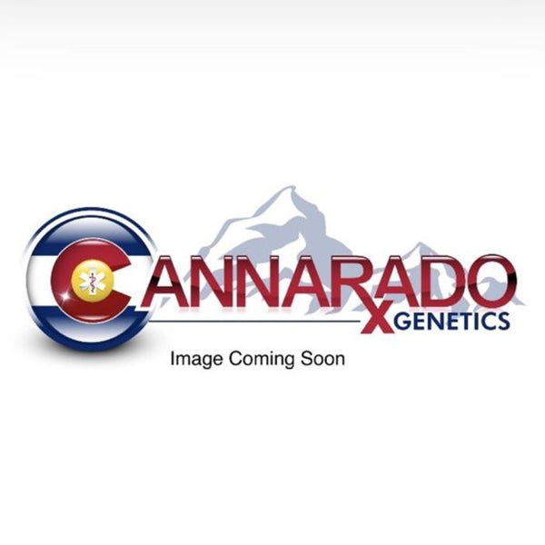 Floss Sugar Female Cannabis Seeds by Cannarado Genetics