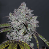 Caviar Lime Female Weed Seeds by Grounded Genetics