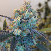 Caviar Lime Female Weed Seeds by Grounded Genetics