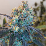 Caviar Lime Female Weed Seeds by Grounded Genetics