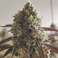 Caviar Lime Female Weed Seeds by Grounded Genetics