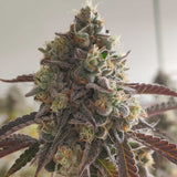 Caviar Lime Female Weed Seeds by Grounded Genetics