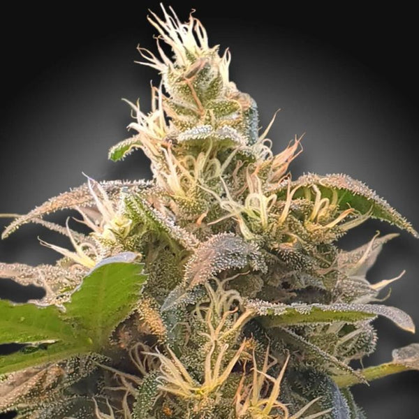 CBDenergy Female High CBD Weed Seeds by Paradise Seeds