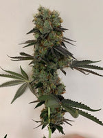 Cheddar Valley Regular Cannabis Seeds by True Canna Genetics