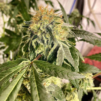 Chem Tini Regular Cannabis Seeds by Karma Genetics