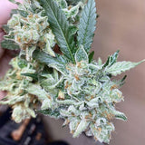 Chem Tini Regular Cannabis Seeds by Karma Genetics