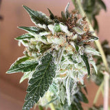 Chem Tini Regular Cannabis Seeds by Karma Genetics