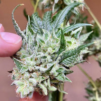 Chem Tini Regular Cannabis Seeds by Karma Genetics