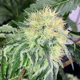 Chem Tini Regular Cannabis Seeds by Karma Genetics