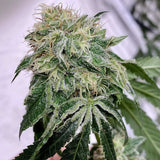 Chem Tini Regular Cannabis Seeds by Karma Genetics