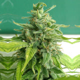 Chem Toffees Regular Cannabis Seeds by Holy Smoke Seeds