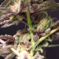 Cherry Tini Regular Cannabis Seeds by Perfect Tree Seeds