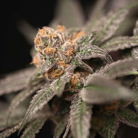 Cherry Tini Regular Cannabis Seeds by Perfect Tree Seeds