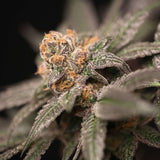 Cherry Tini Regular Cannabis Seeds by Perfect Tree Seeds