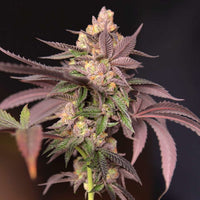 Cherry Tini Regular Cannabis Seeds by Perfect Tree Seeds