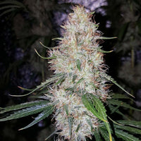 Chocolate Thainapple Regular Cannabis Seeds by True Canna Genetics