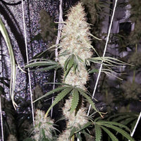 Chocolate Thainapple Regular Cannabis Seeds by True Canna Genetics