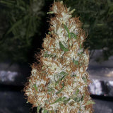 Chocolate Thainapple Regular Cannabis Seeds by True Canna Genetics