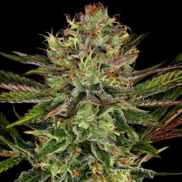 Chocolate Wafflez Female Cannabis Seeds by Paradise Seeds