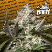 Auto Kong 4® Auto Flowering Cannabis Seeds by Chong's Choice