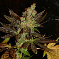 Citrus Valley Regular Cannabis Seeds by True Canna Genetics