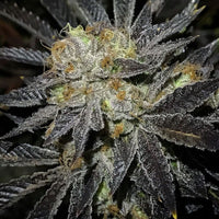 Cookie Fever Regular Cannabis Seeds by True Canna Genetics