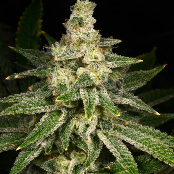 Crazy Hazey Feminized Cannabis Seeds by Archive Seedbank