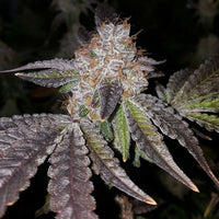 Crimson Cookies Regular Cannabis Seeds by True Canna Genetics