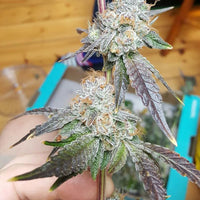 Crimson Cookies Regular Cannabis Seeds by True Canna Genetics