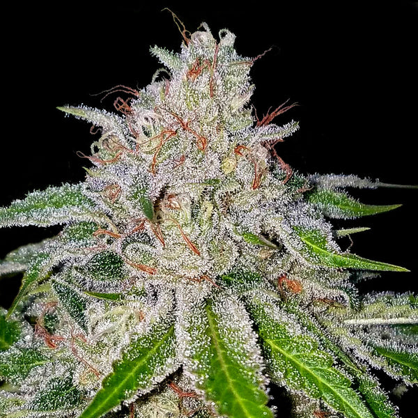 Cherry 18 Female Cannabis Seeds by Crockett Family Farms