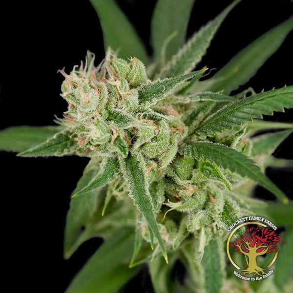 Sour Banana Sherbet Regular Cannabis Seeds by Crockett Family Farms