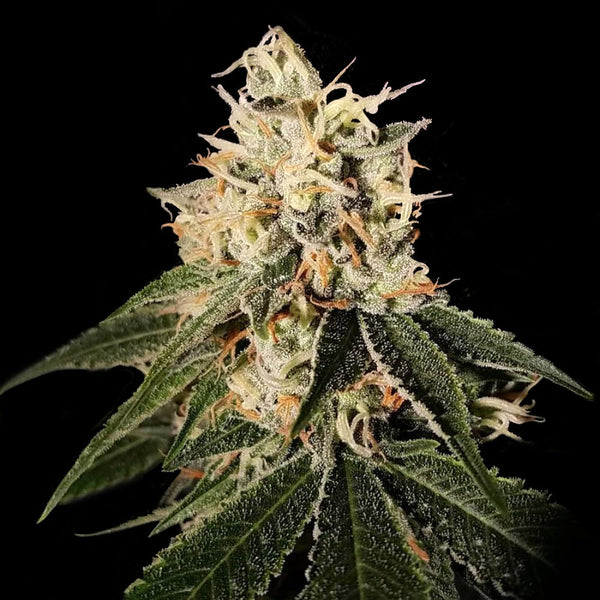 Sour Juice Regular Cannabis Seeds by Crockett Family Farms