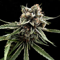 Sour Strawberries Regular Cannabis Seeds by Crockett Family Farms