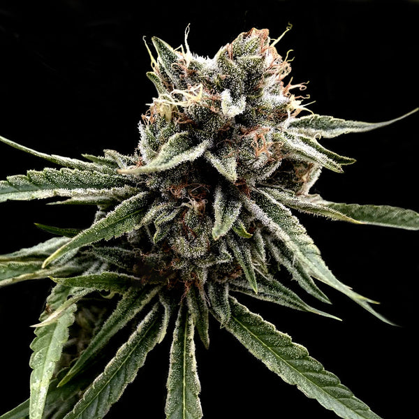 Sour Strawberries Regular Cannabis Seeds by Crockett Family Farms