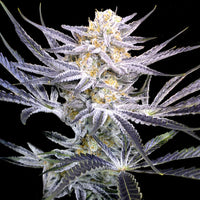 Strawberry Fields Regular Cannabis Seeds by Crockett Family Farms