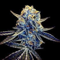 Tangieland Regular Cannabis Seeds by Crockett Family Farms