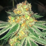 Dank N Later Female Cannabis Seeds by Dank Genetics