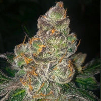 Dank N Later Female Cannabis Seeds by Dank Genetics