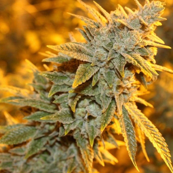 Strawberry Glue Regular Cannabis Seeds by Dark Horse Genetics