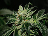 DarkStar® Kush Regular Cannabis Seeds by T.H.Seeds