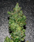 DarkStar® Kush Regular Cannabis Seeds by T.H.Seeds