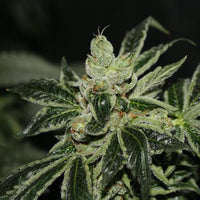 Dark Star Kush Female Cannabis Seeds by T.H.Seeds