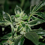 DarkStar® Kush Regular Cannabis Seeds by T.H.Seeds