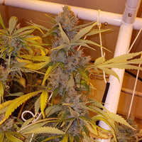 Dave's Dog Regular Cannabis Seeds by Connoisseur Genetics